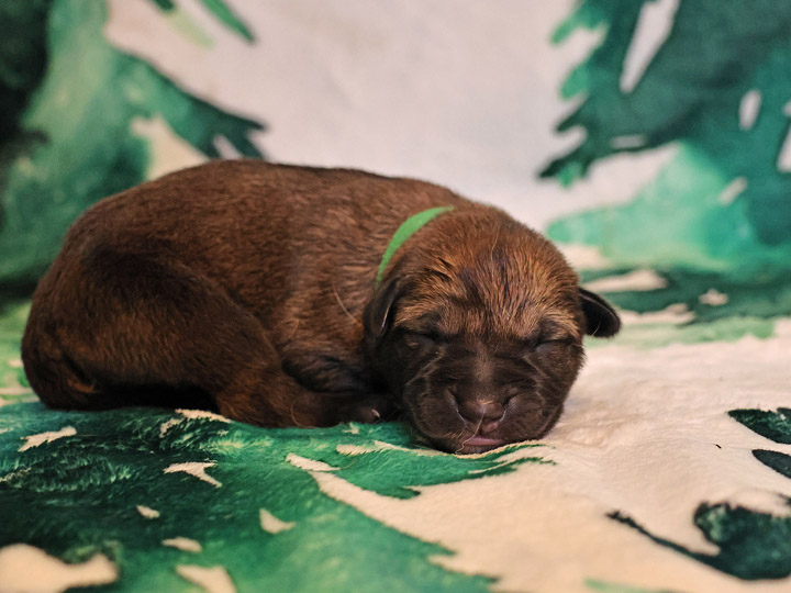 chinook puppy